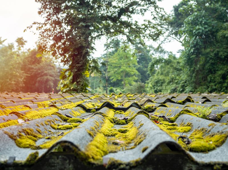 Roof Moss Removal in Vancouver, WA