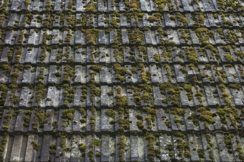 Roof Moss Removal in Vancouver, WA
